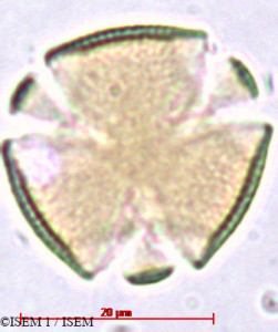 Amorpha fruticosa - lame n° 29403